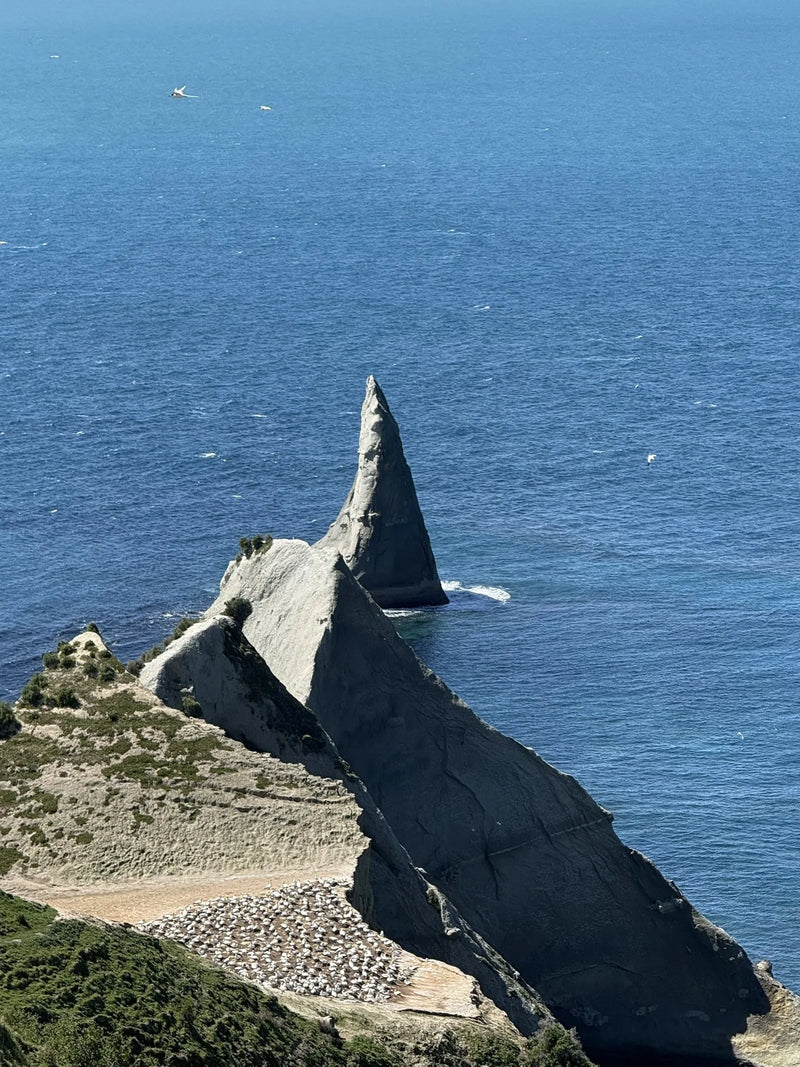 Cape Kidnappers