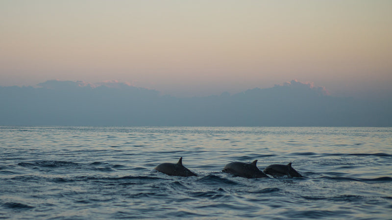 Kaikoura Peninsula
