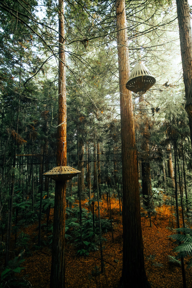 Redwoods Rotorua