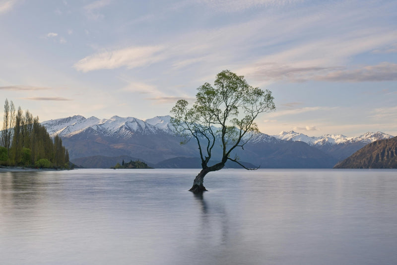 That Wanaka Tree